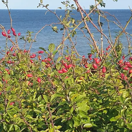Ostsee-feeling In - Kapitaen Nemo - Meer- Und Strandnah - Grosser Suedbalkon - Blick Ins Gruene * Hohwacht
