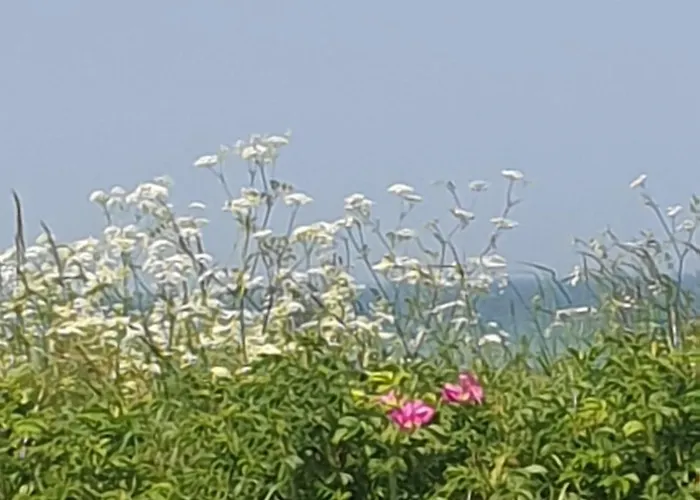 Ostsee-feeling In - Kapitaen Nemo - Meer- Und Strandnah - Grosser Suedbalkon - Blick Ins Gruene *